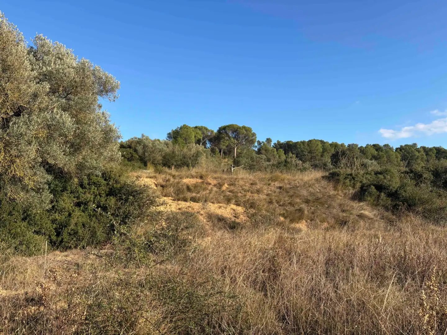 Terreny rústic en venda a Camino de Llabia a Palau S-numero, imagen 15