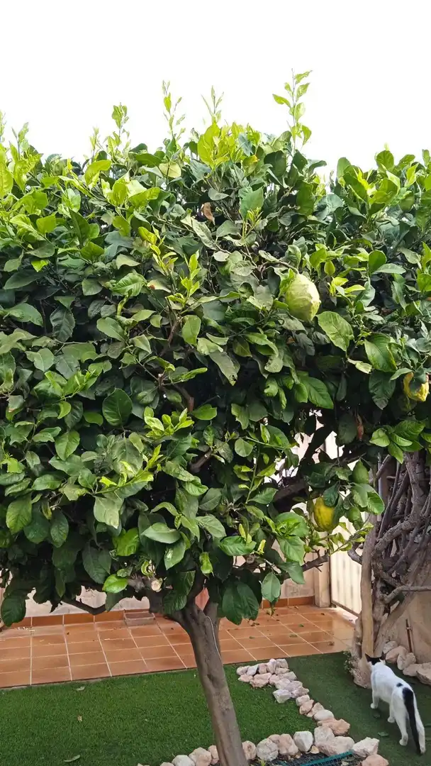 Garden of Houses for sale in Orihuela  with Air Conditioner, Heating and Private garden