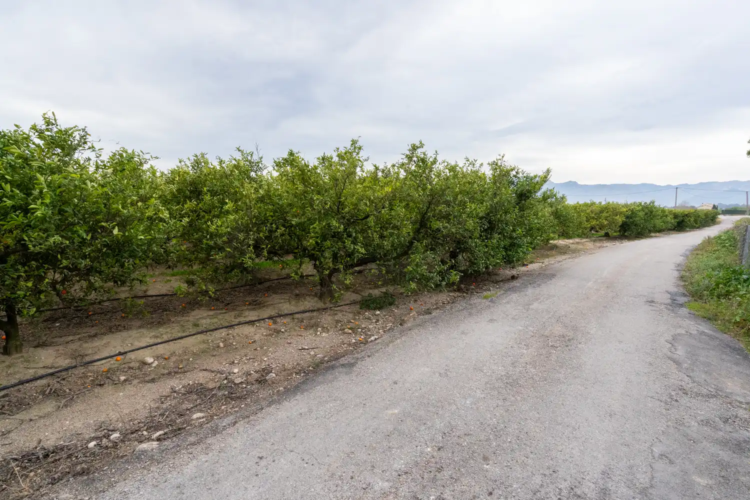 Terrain rustique à vendre à Partida Sant Bernabe 466, imagen 16