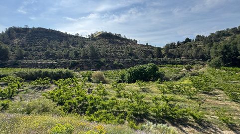 Se vende Finca de 12 has regadío frutales y construcciones., immagine 4