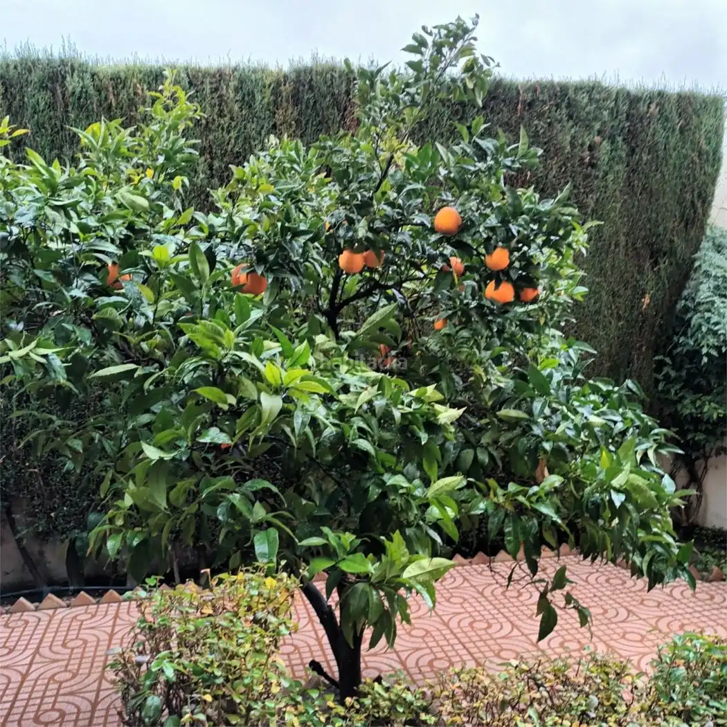 House with garden for sale in Calle Álamos 6, imagen 22