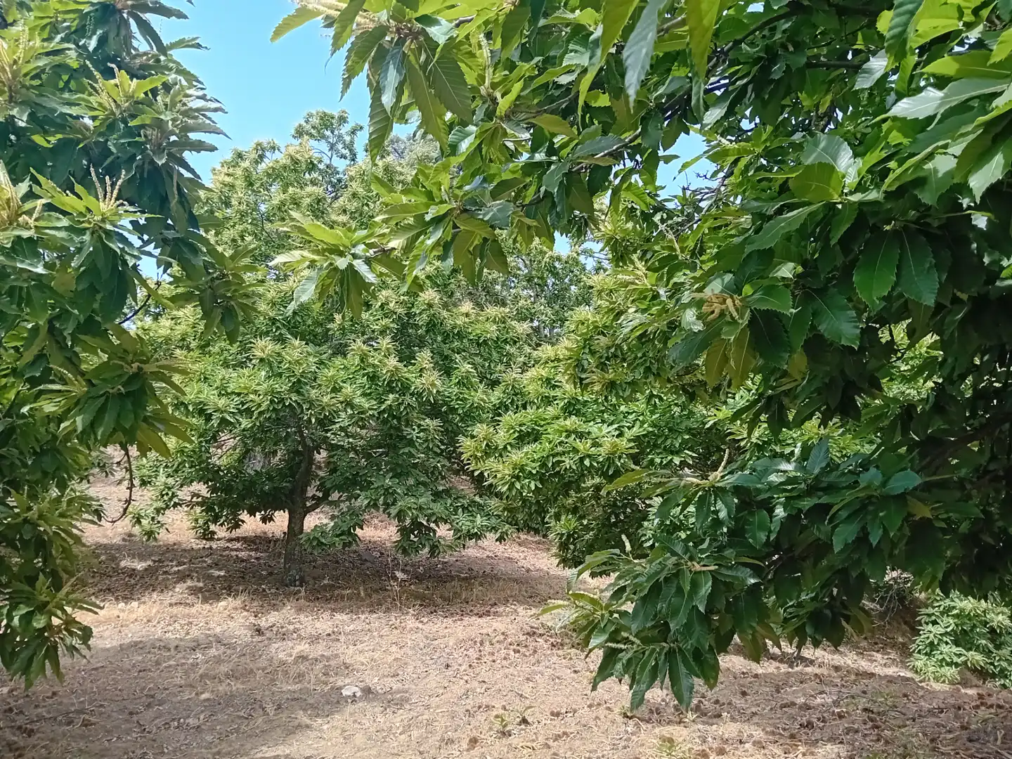 Terreno rústico en venta en Yunquera, imagen 2