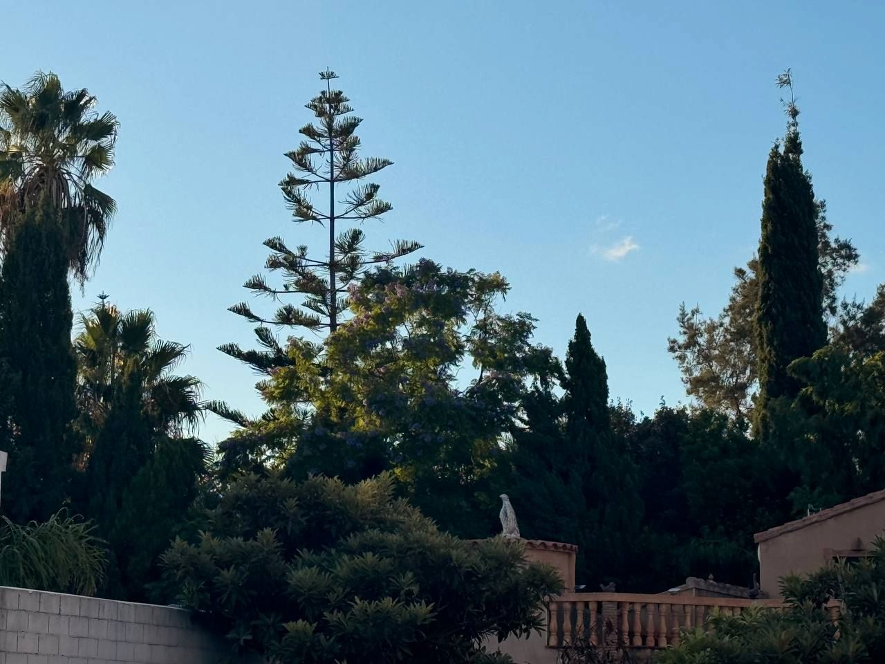 Jardí de Casa o xalet en venda en Palmera amb Moblat, Microones i TV
