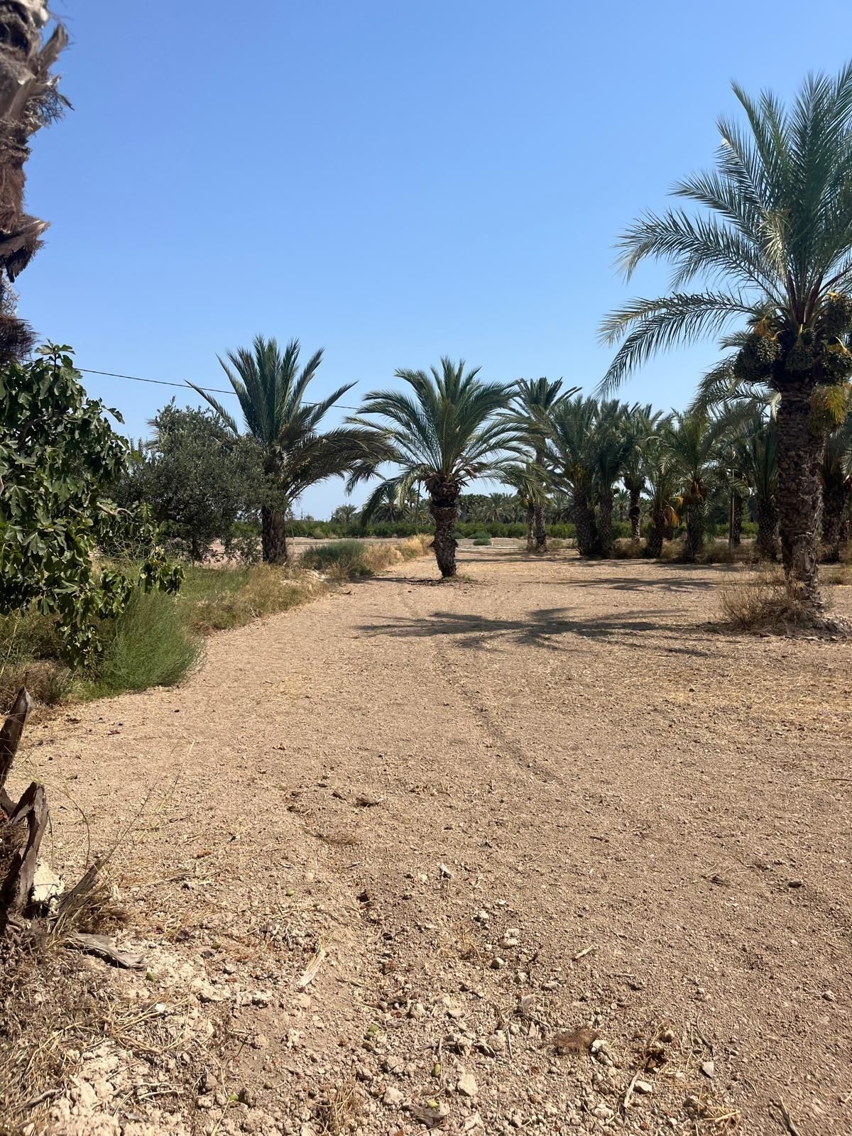 Land for sale in Elche / Elx