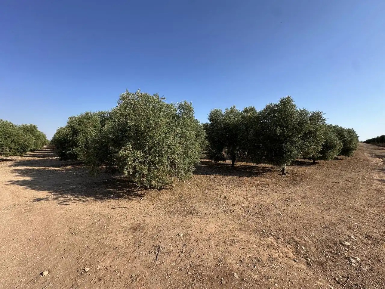 Terrenys i solars en venda a Fuente de Piedra