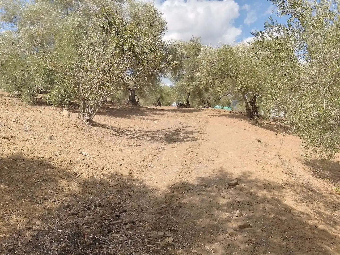 Terrain rustique à vendre à Cortes de la Frontera, imagen 24