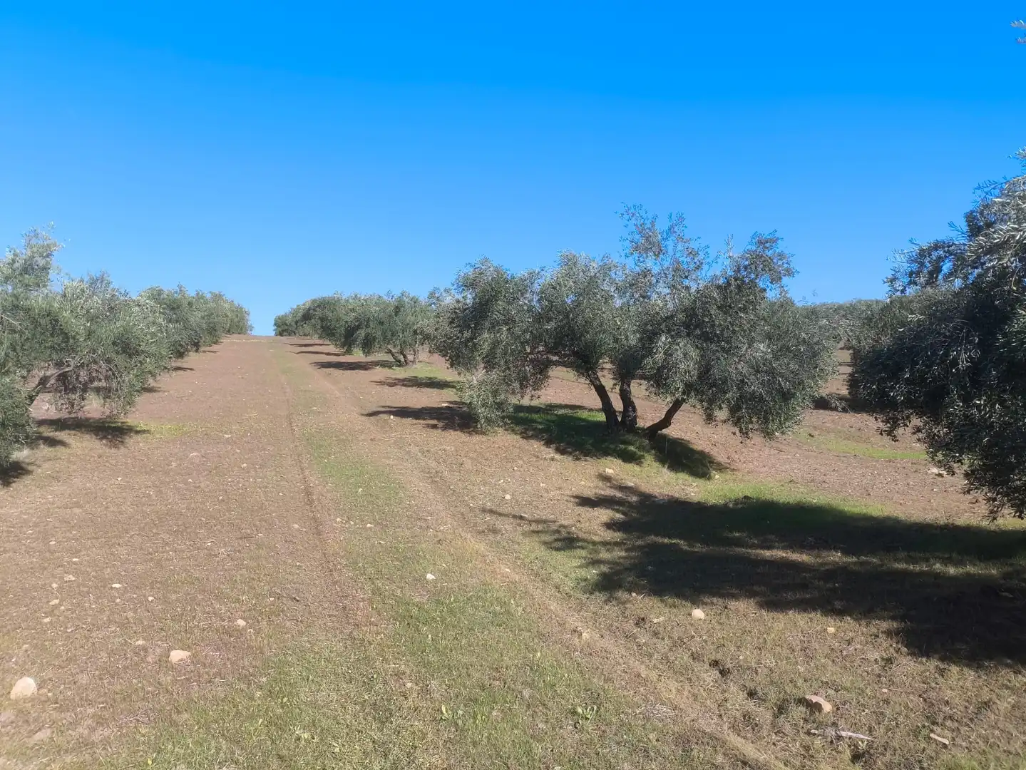 Terreni e lotti in vendita a Villanueva de la Reina, imagen 3