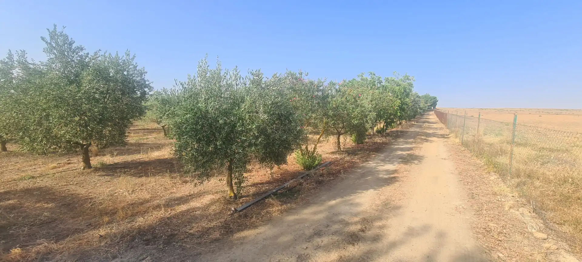 Terreni e lotti in vendita a Azuaga, imagen 7