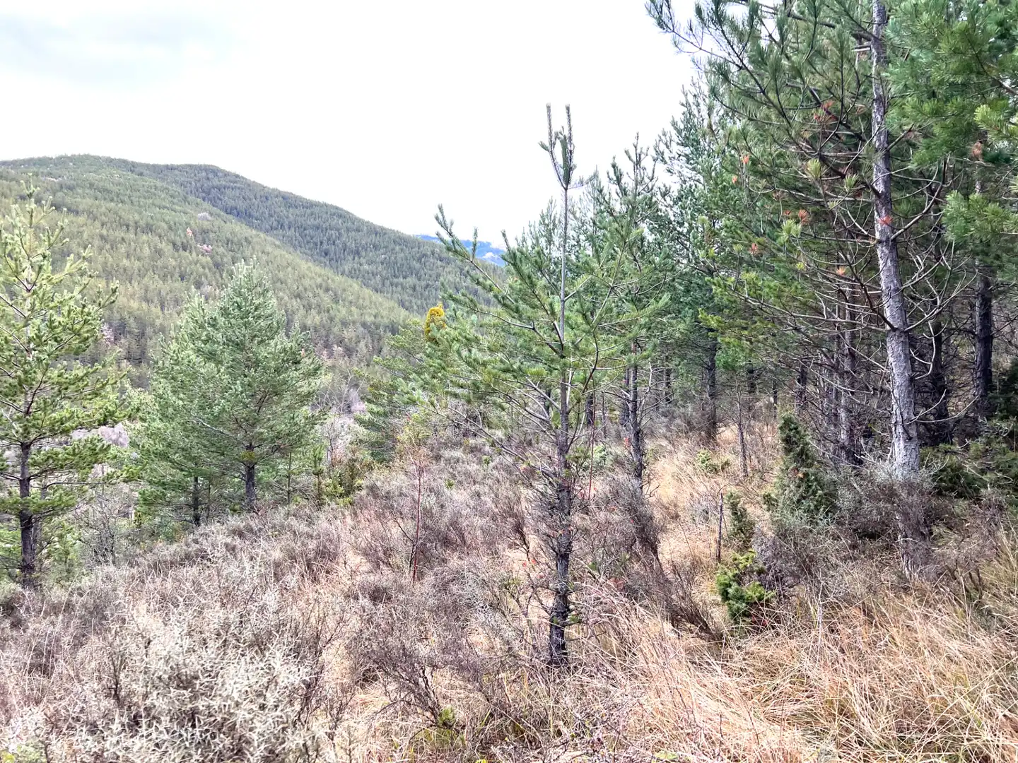 Grundstücke zum Verkauf in Jaca