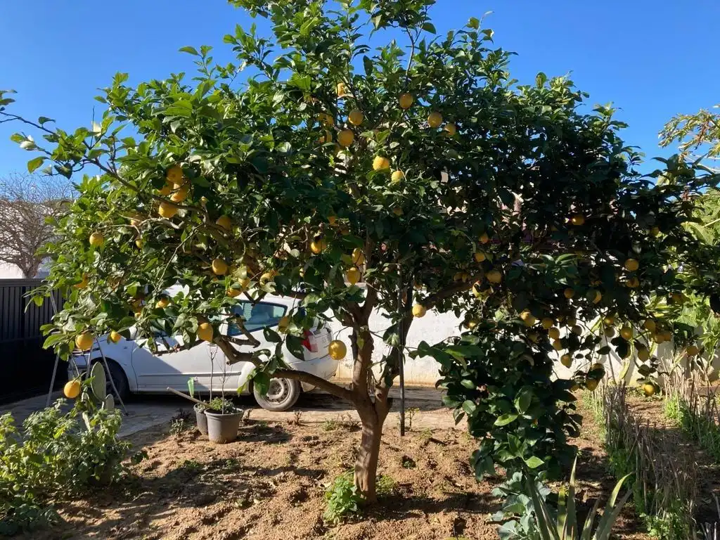 Chalet con jardín en venta en Medina Sidonia, imagen 37