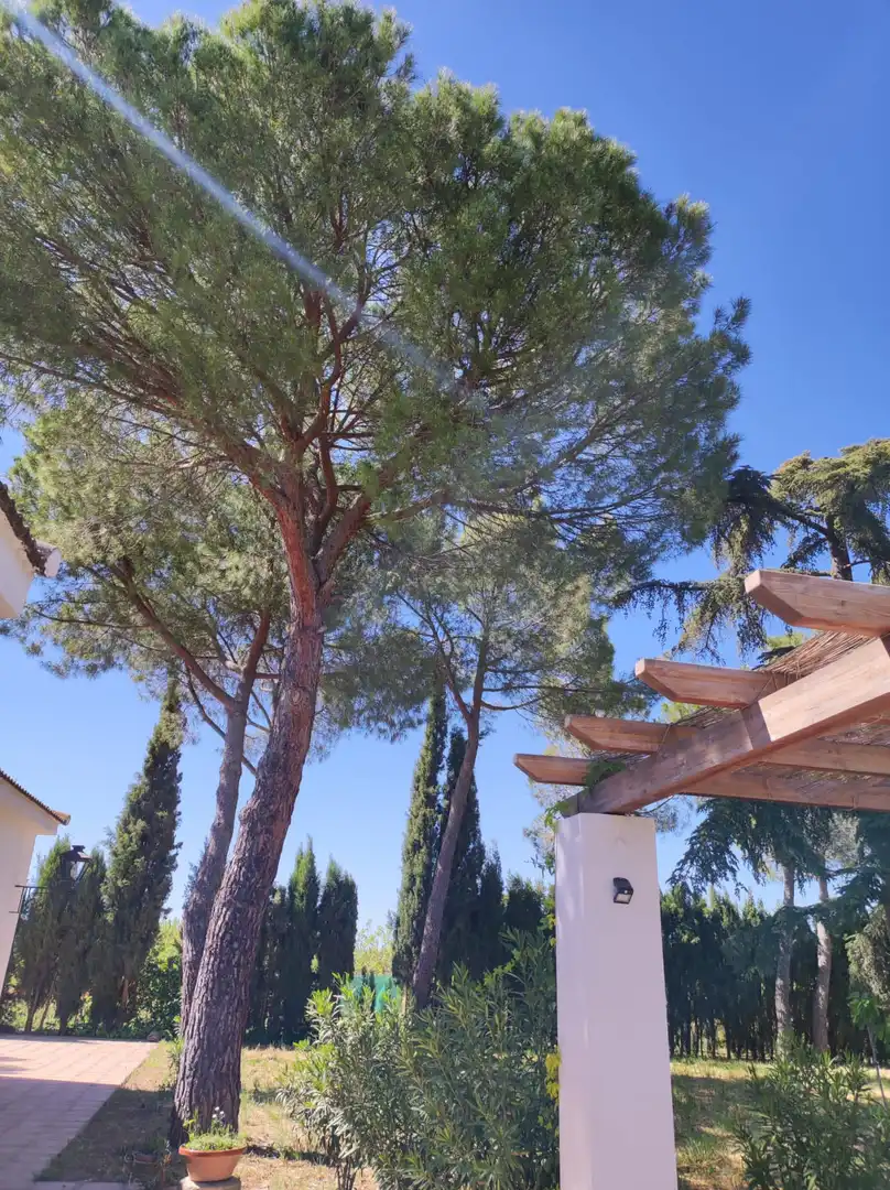 Jardín de Casa o chalet en venta en Ciudad Real con Aire acondicionado, Calefacción y Jardín privado