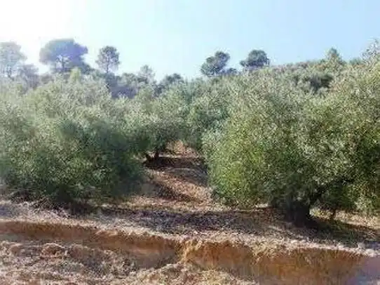Terreni e lotti in vendita a Villanueva del Arzobispo, imagen 10
