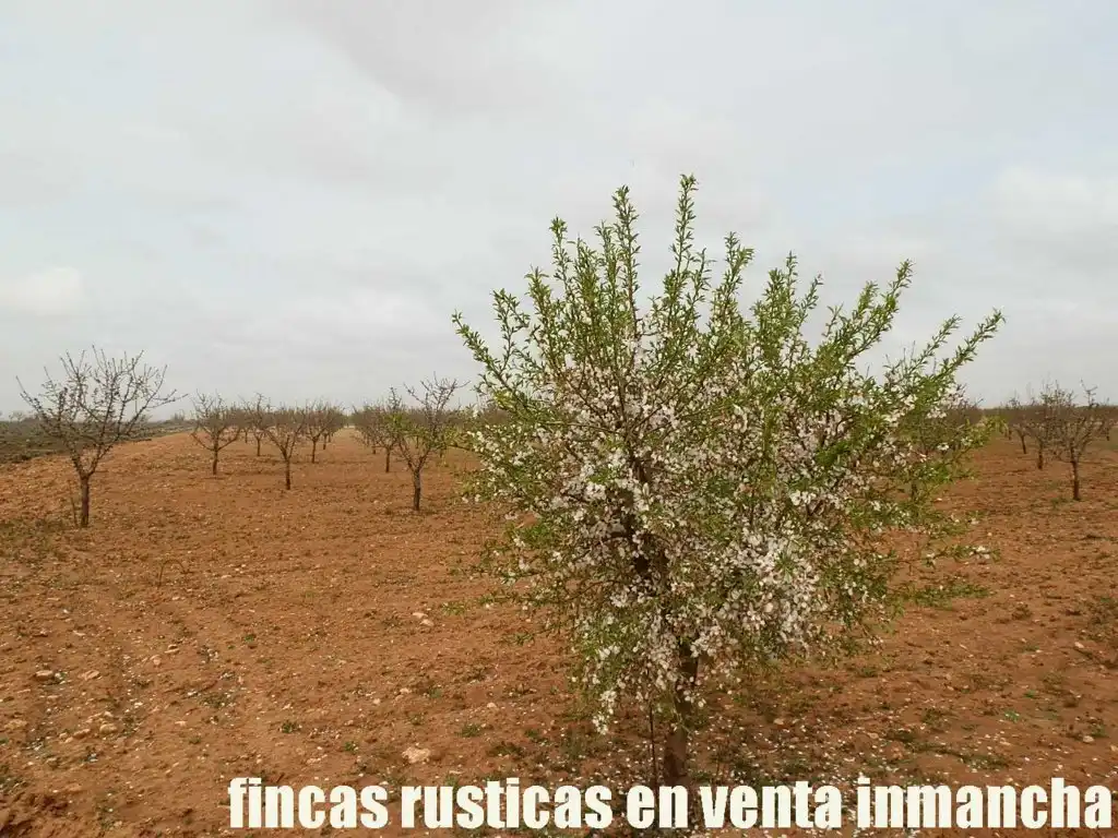 Terreno rustico in vendita a Alcázar de San Juan