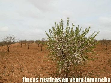 Terreno rustico in vendita a Alcázar de San Juan