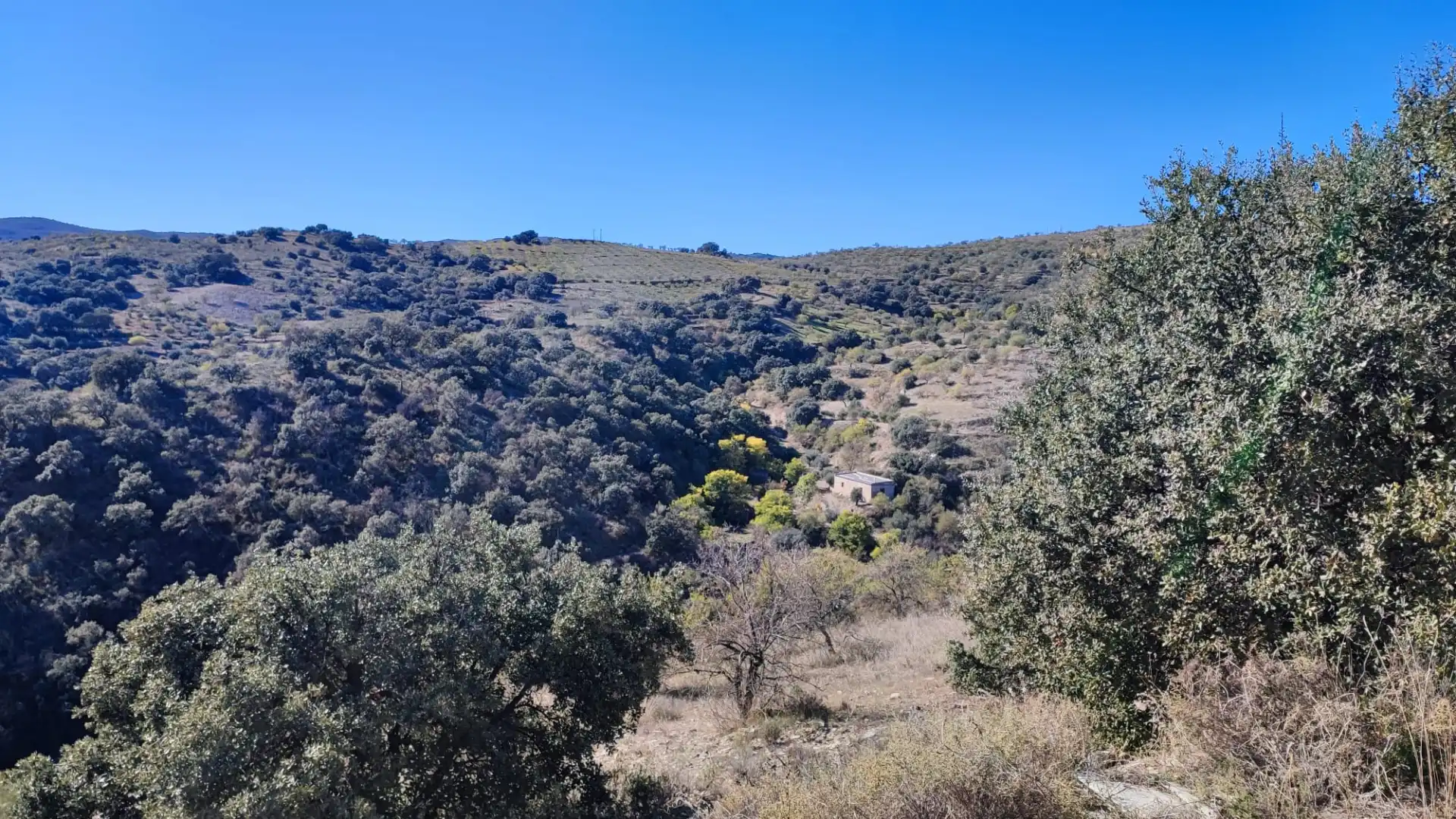Land for sale in Alcudia de Monteagud