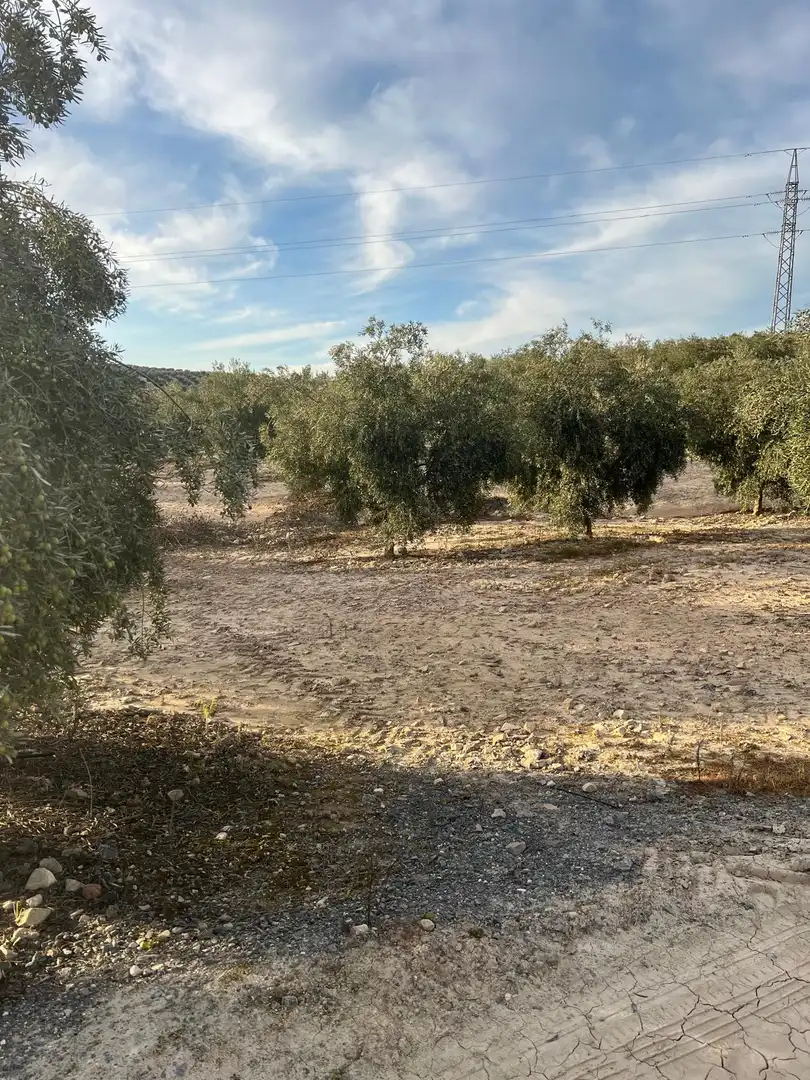 Terreny rústic en venda a Navas del Sepillar, imagen 2