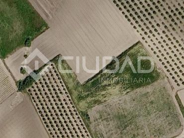 Terreno rustico in vendita a Lebrija