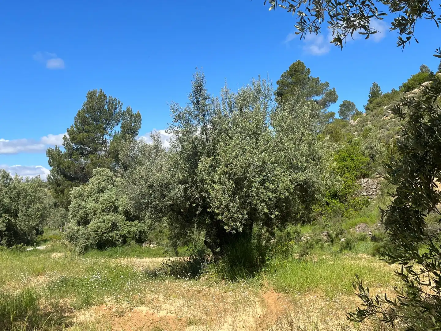 Terreni e lotti in vendita a La Fresneda, imagen 3