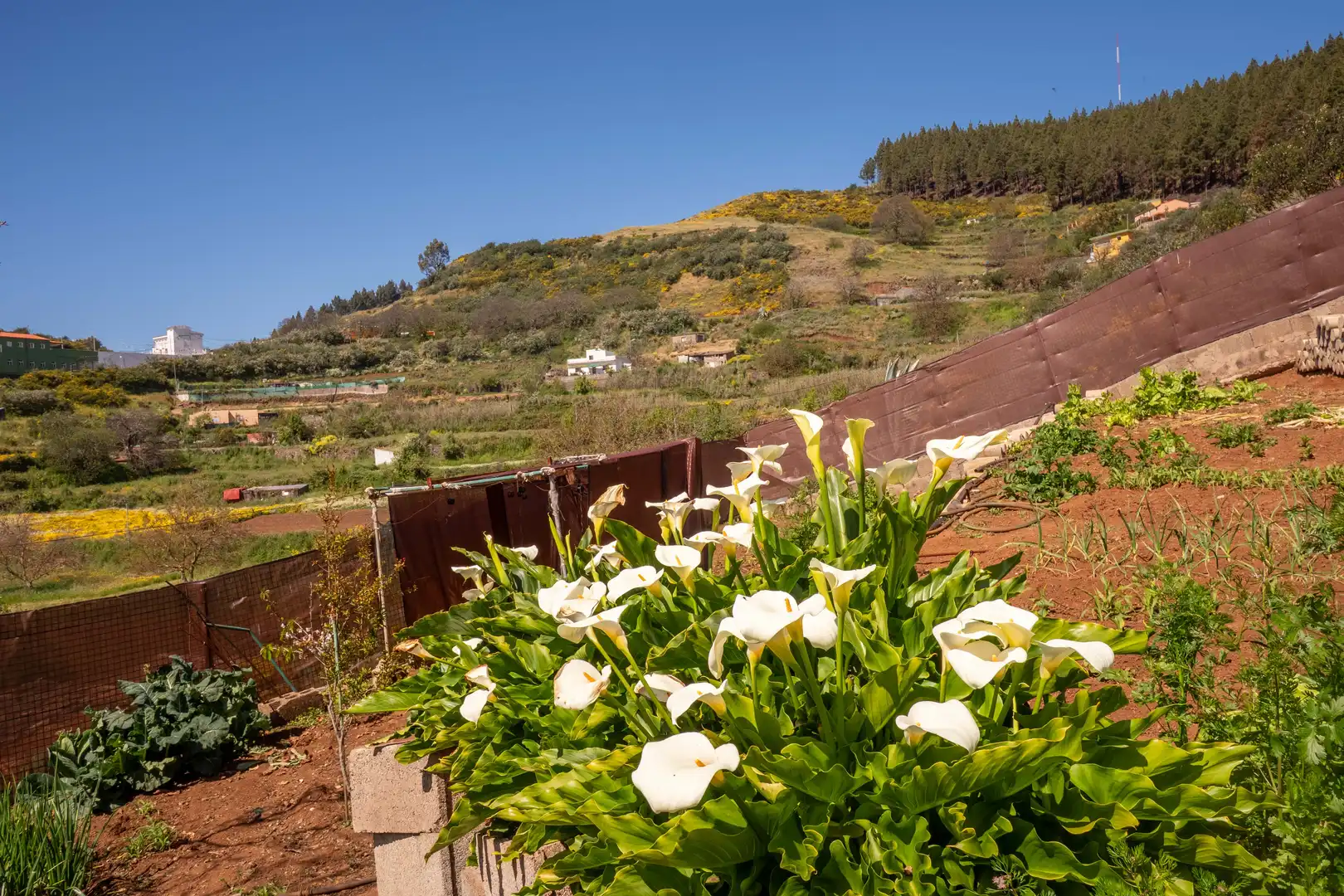 Jardí de Casa o xalet en venda en Vega de San Mateo amb Calefacció, Jardí privat i Terrassa
