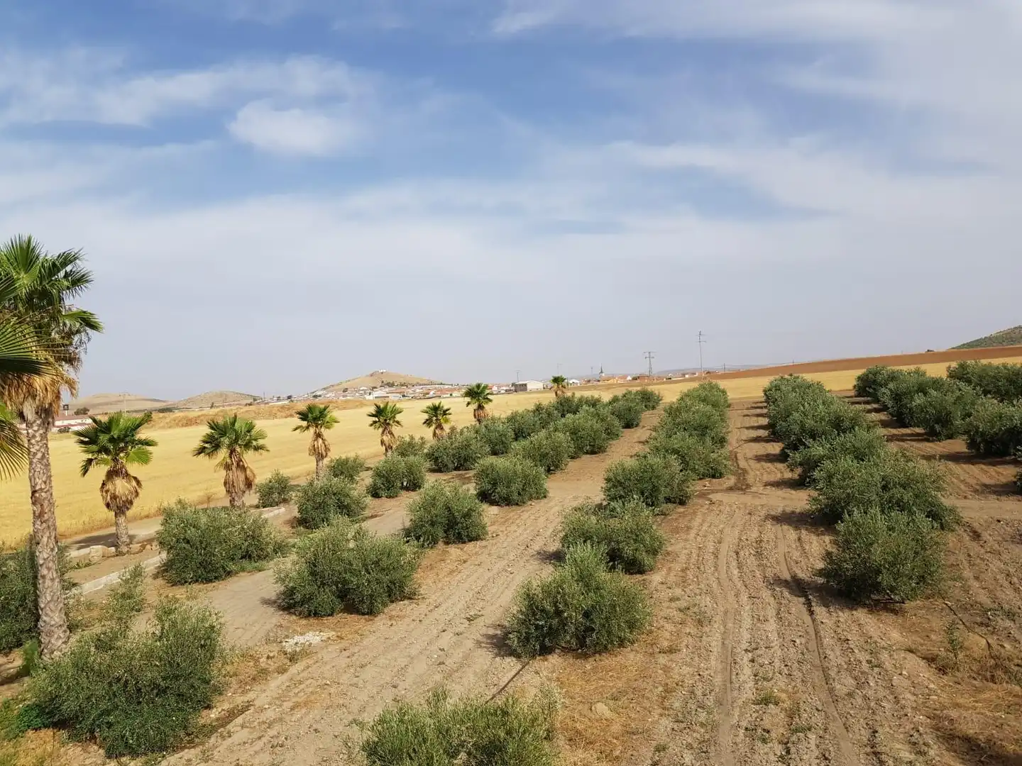 Finca rústica en venta en Santa Cruz de Mudela