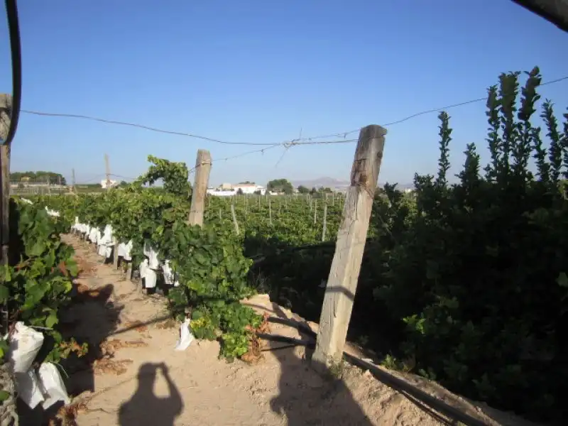 Rural land for sale in Novelda, imagen 3