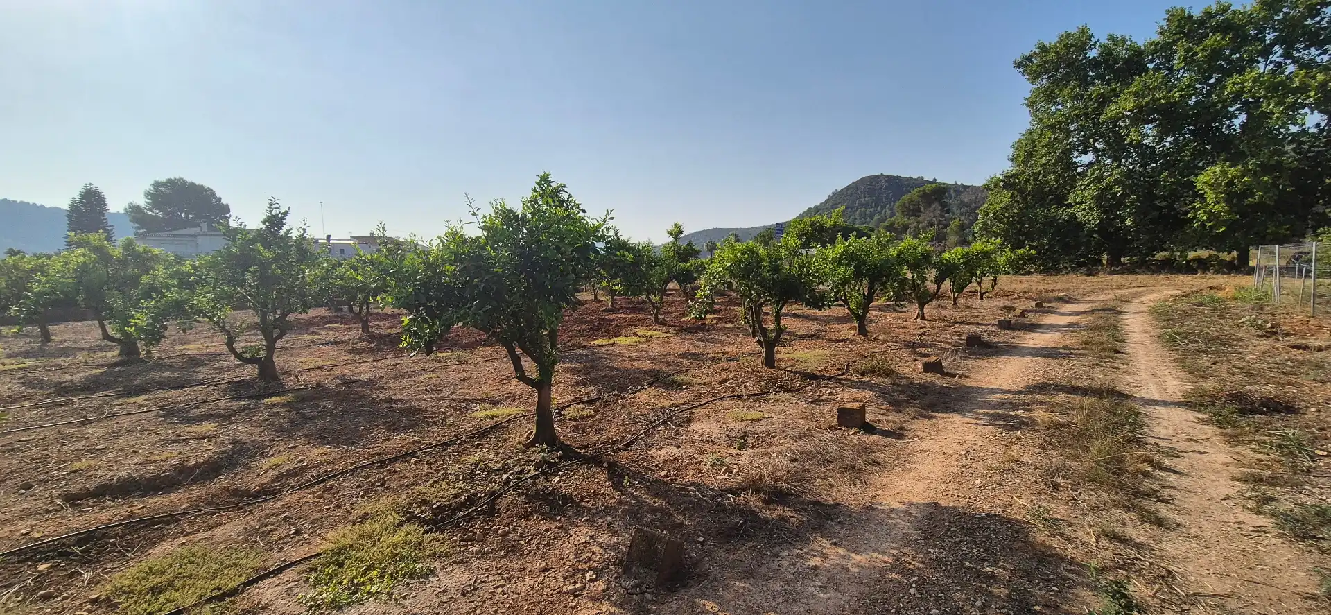 Terreno en venta en Alfauir