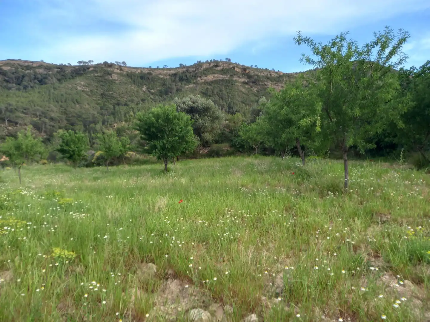 Rural land for sale in El Pinell de Brai, imagen 7
