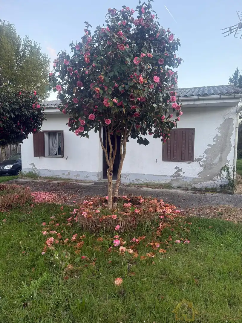 Jardín de Casa o chalet en venta en Friol