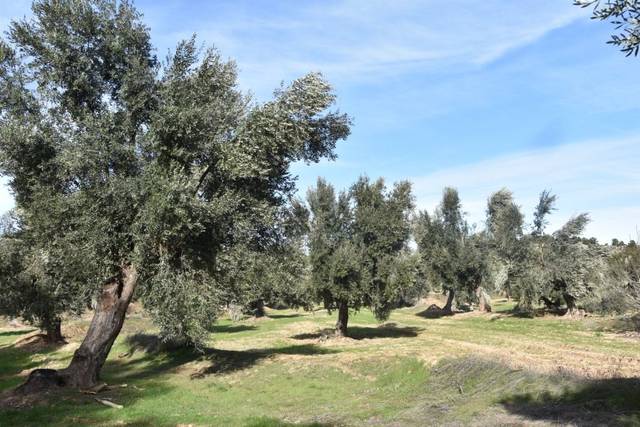 Terreno en Venta en Mazaleón