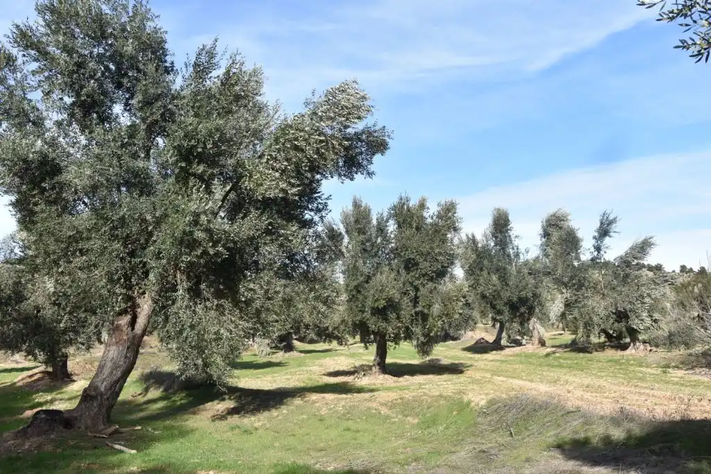 Terreni e lotti in vendita a Mazaleón