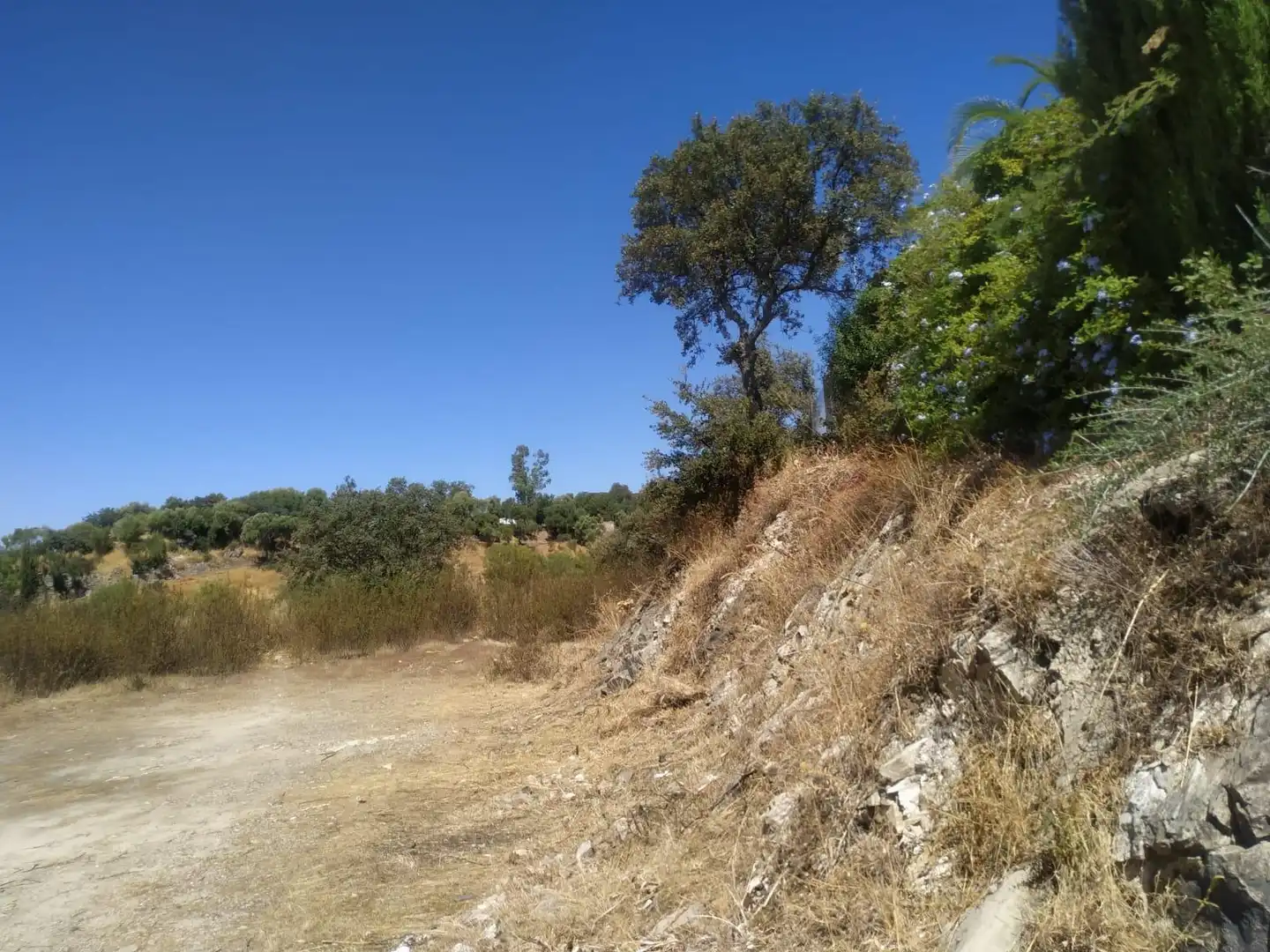 Terreny rústic en venda a Almodóvar del Río