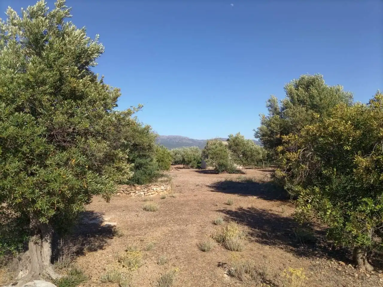 Terrain résidentiel à vendre à Xerta, imagen 9