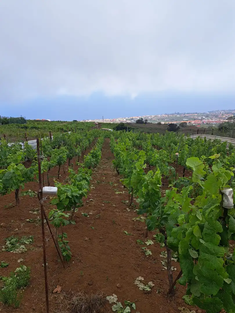 Rural land for sale in El Sauzal