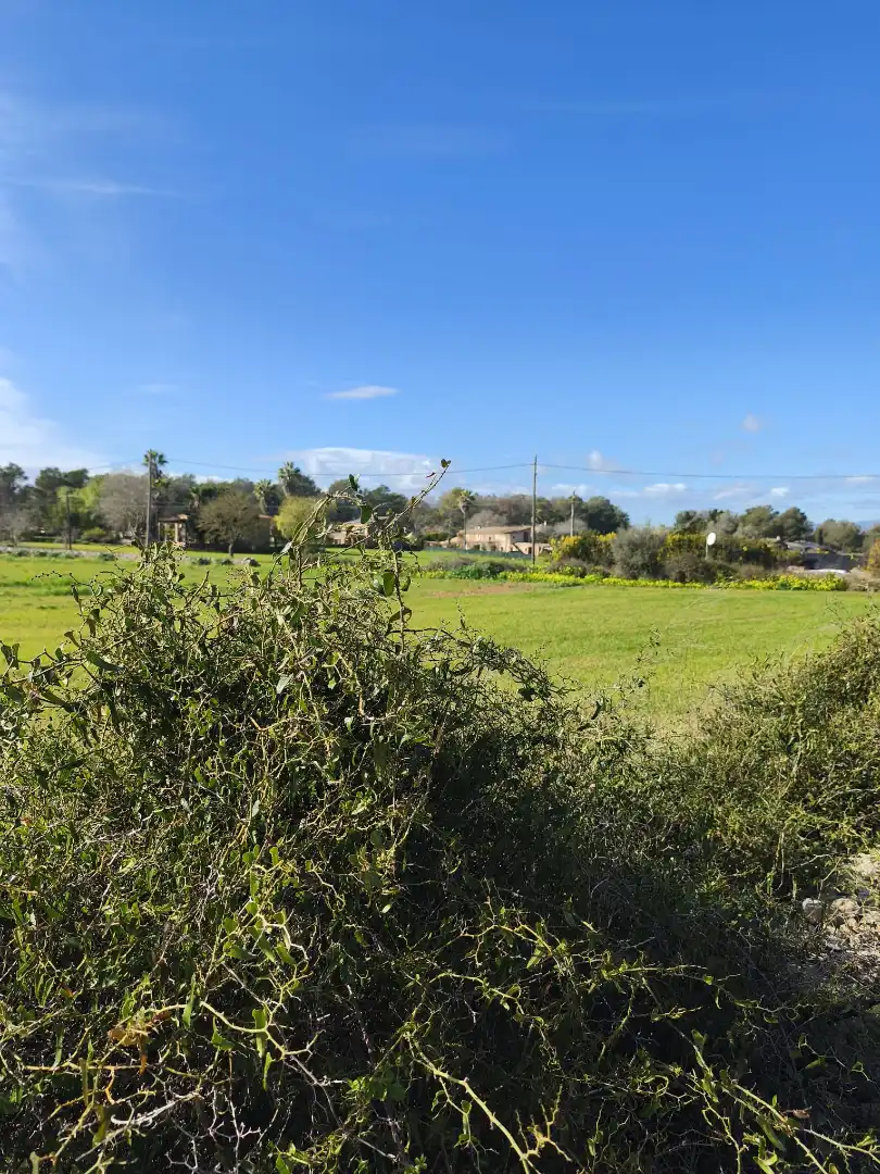 Terreno rustico in vendita a Lloret de Vistalegre, imagen 10