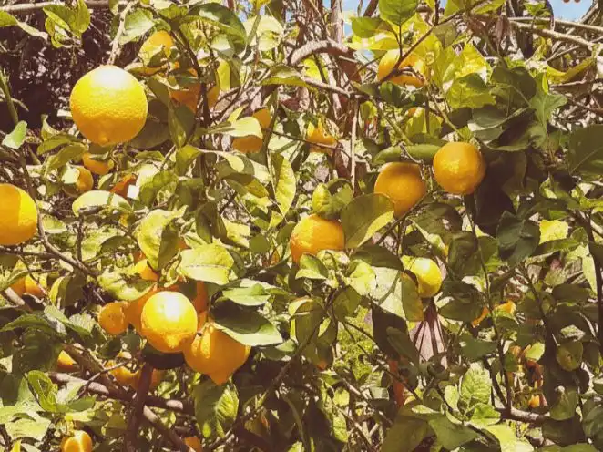 Jardín de Terreno en venta en El Pinar