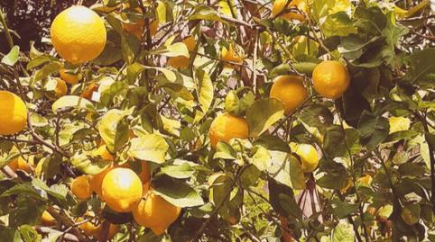 Photo 5 of Land for sale in Calle Real, 1, El Pinar, Granada