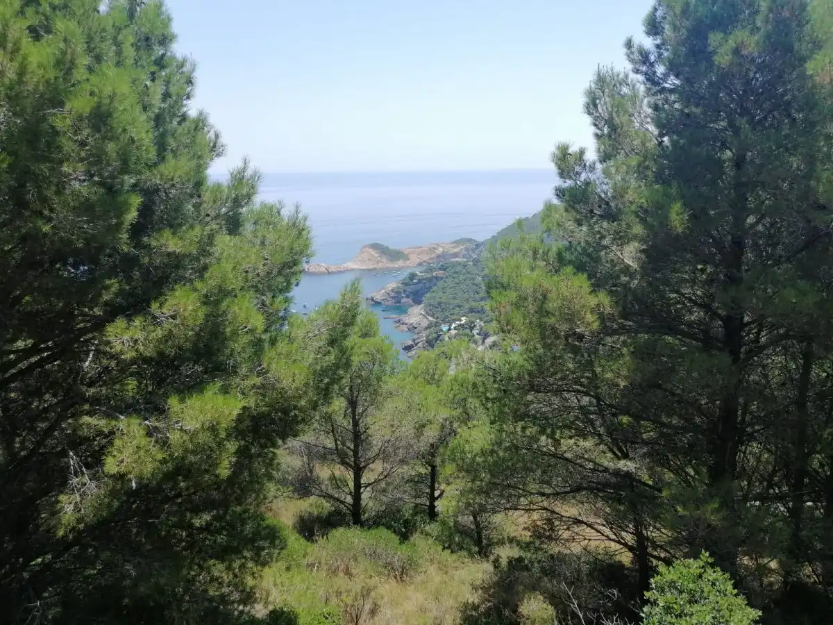 Grundstücke und Bauplätze zum Verkauf in Puig Rodo, imagen 9