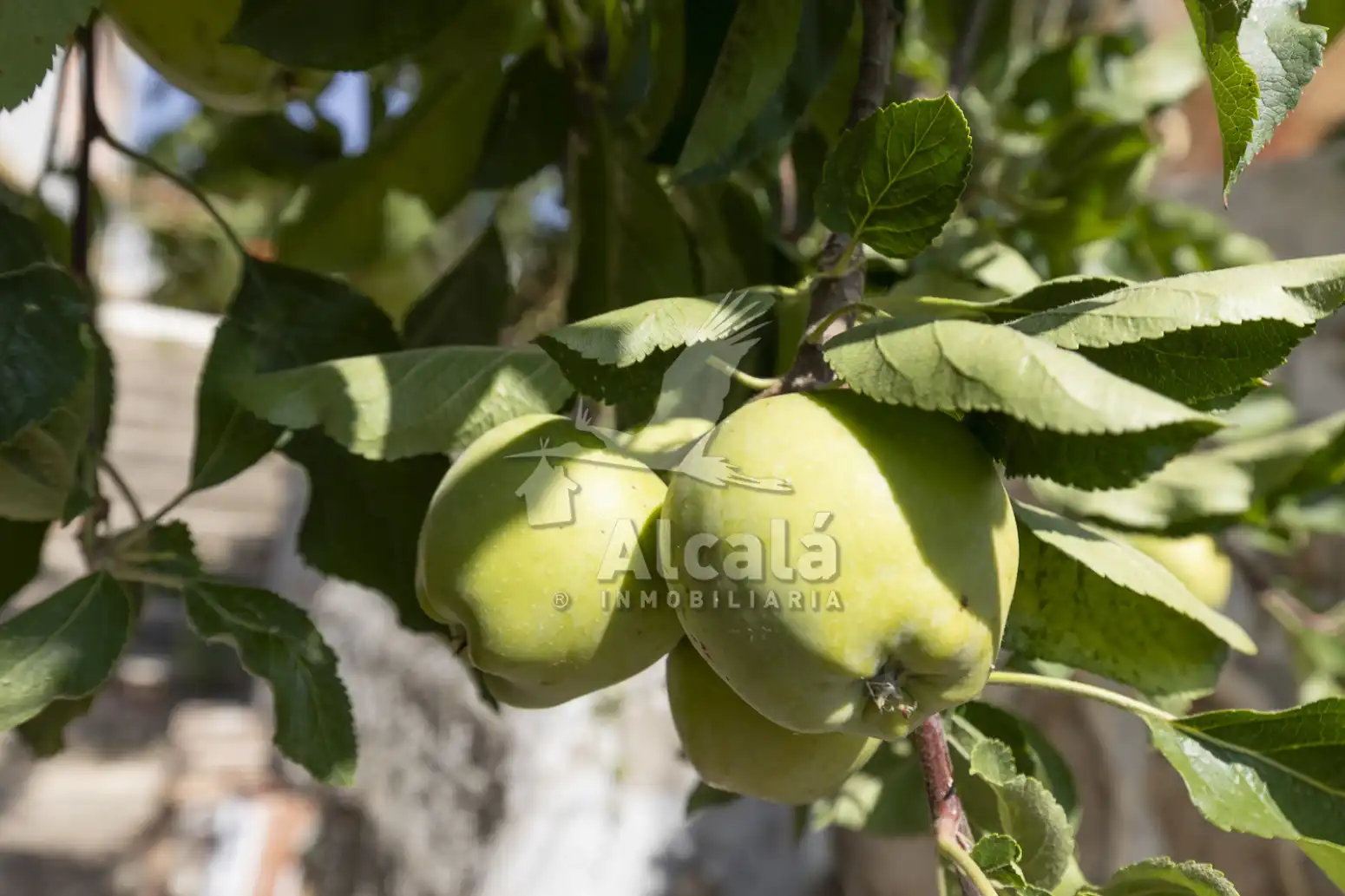 Jardí de Casa o xalet en venda en Villalbilla amb Aire condicionat, Calefacció i Jardí privat