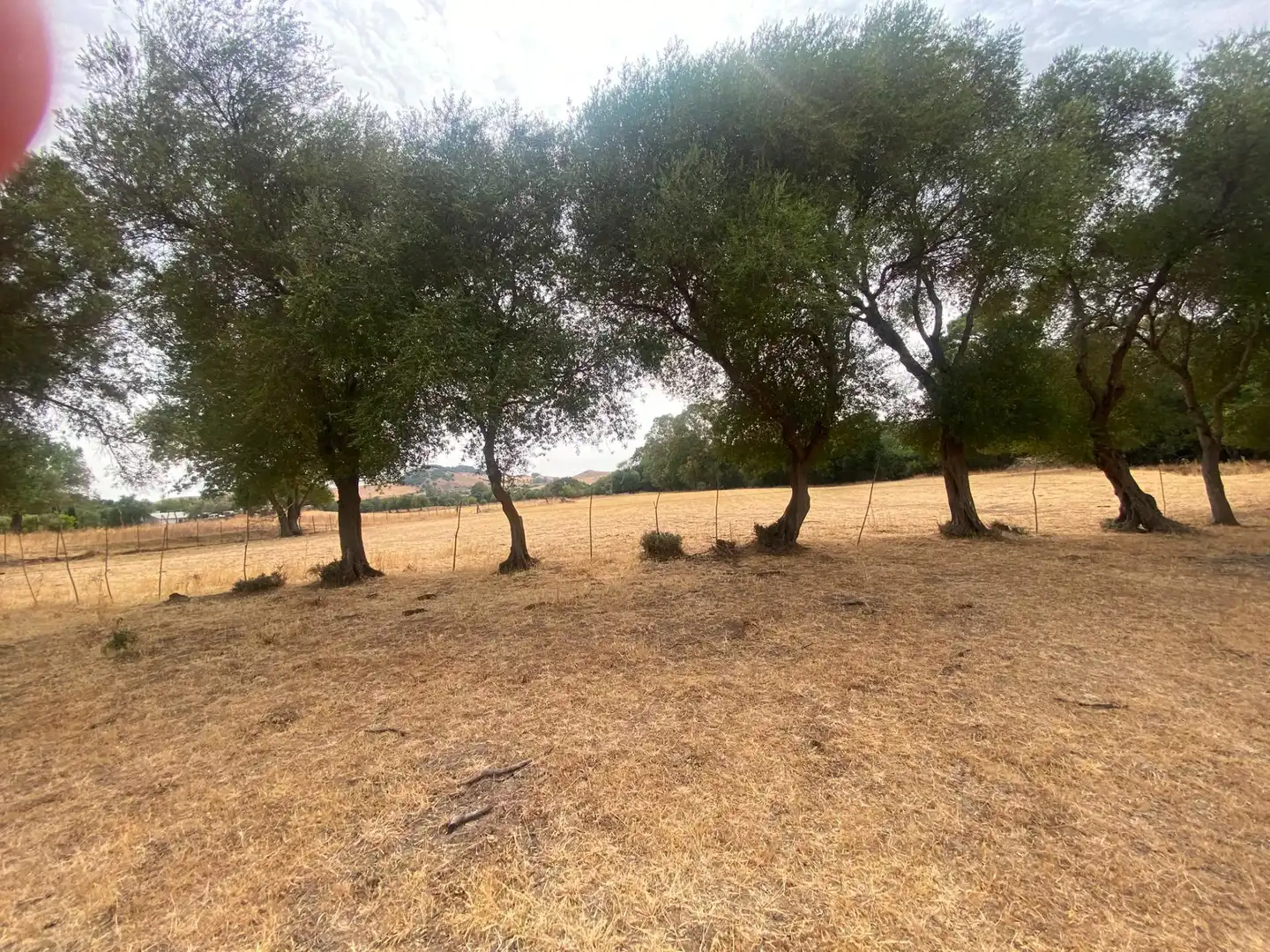 Terreni e lotti in vendita a Alcalá de los Gazules, imagen 91
