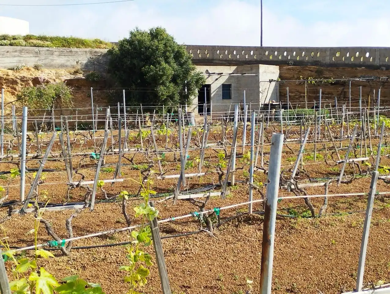Terreno rustico in vendita a Arico, imagen 21