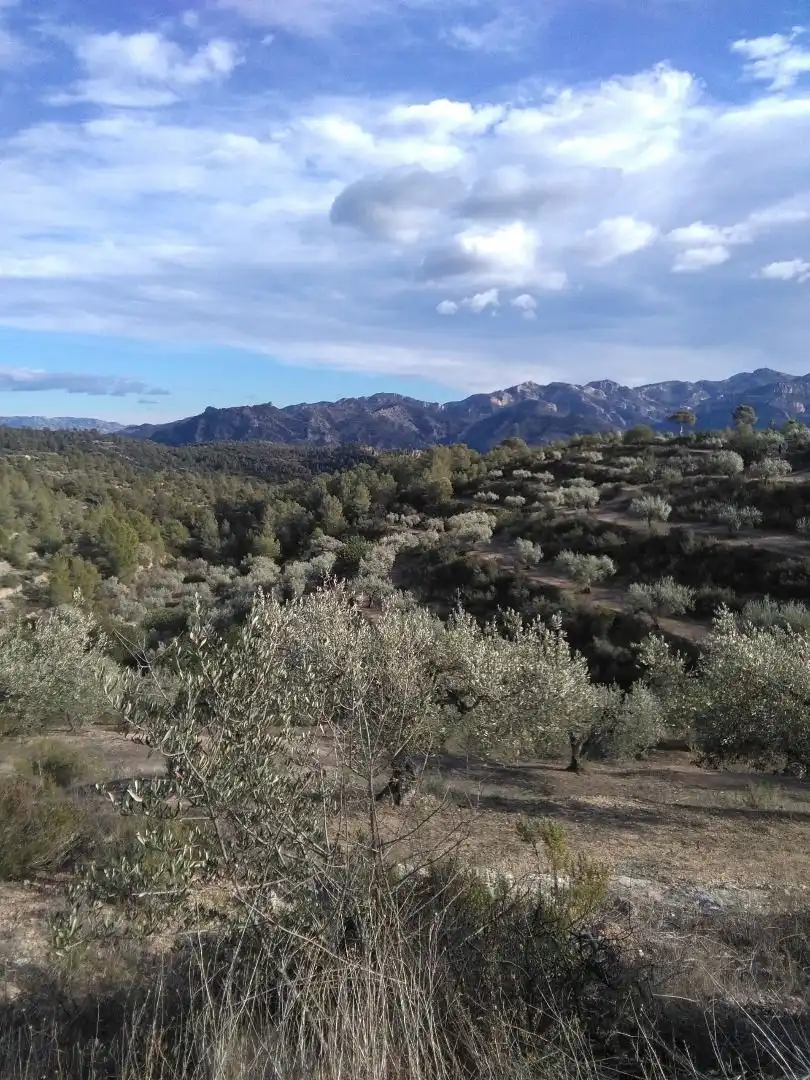 Exterior view of Country homes for sale in El Pinell de Brai