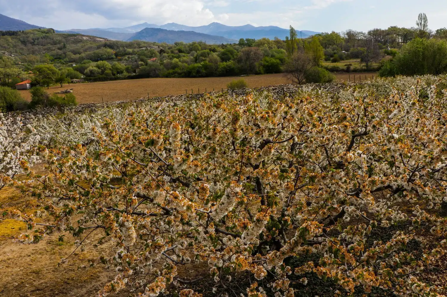 Jardí de Finca rústica en venda en Jarandilla de la Vera amb Aire condicionat, Calefacció i Jardí privat