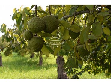 Terreno rustico in vendita a Motril  ciudad