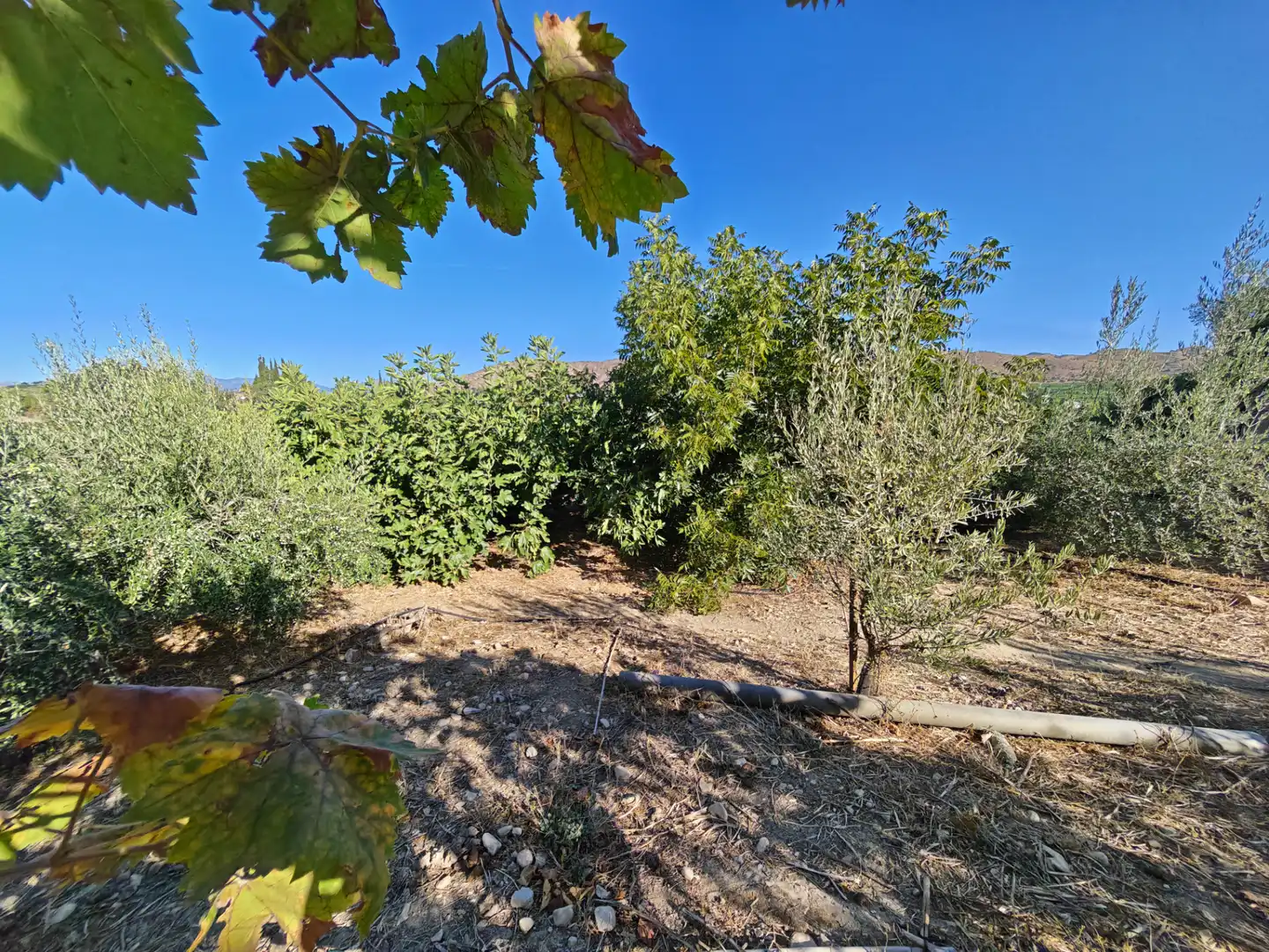 Casa rústica amb jardí en venda a Alquería - Torrealquería, imagen 38