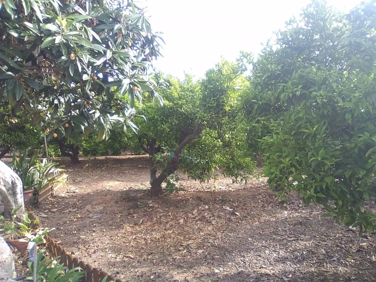 Finca rústica en venta en Sagunto / Sagunt