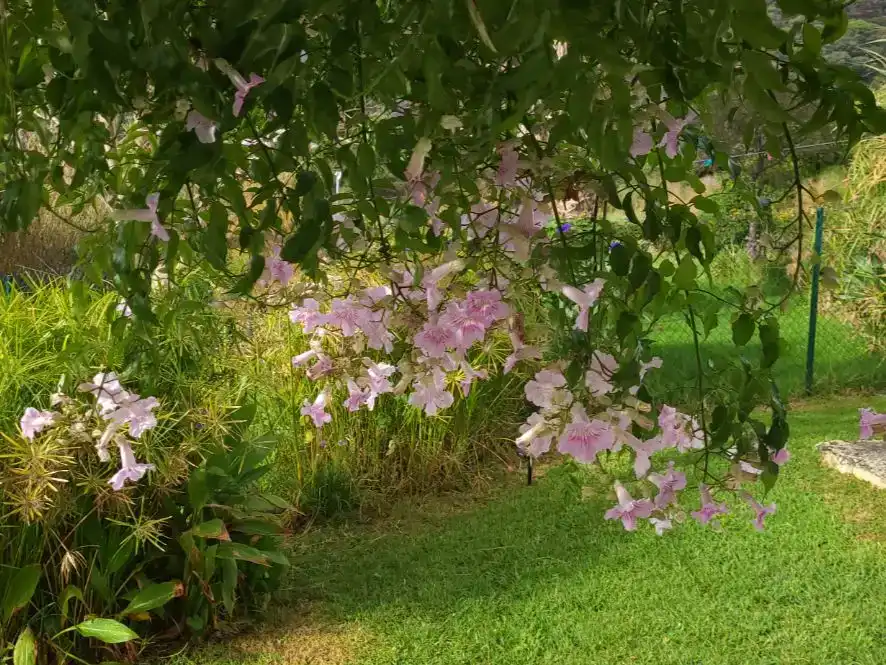 Garten von Country house zur Miete in Tarifa mit Klimaanlage