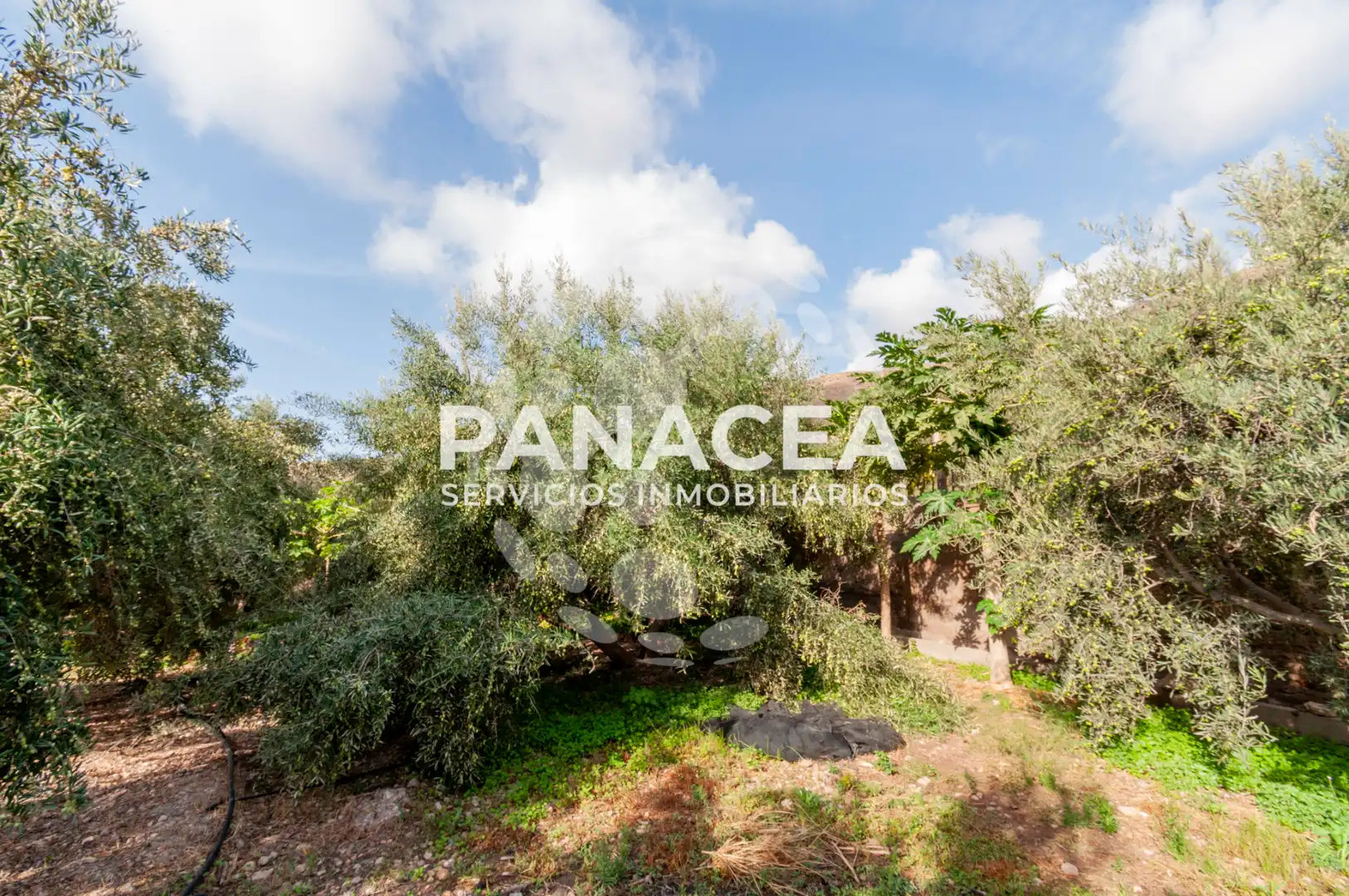 Finca rústica en venta en Vícar Pueblo