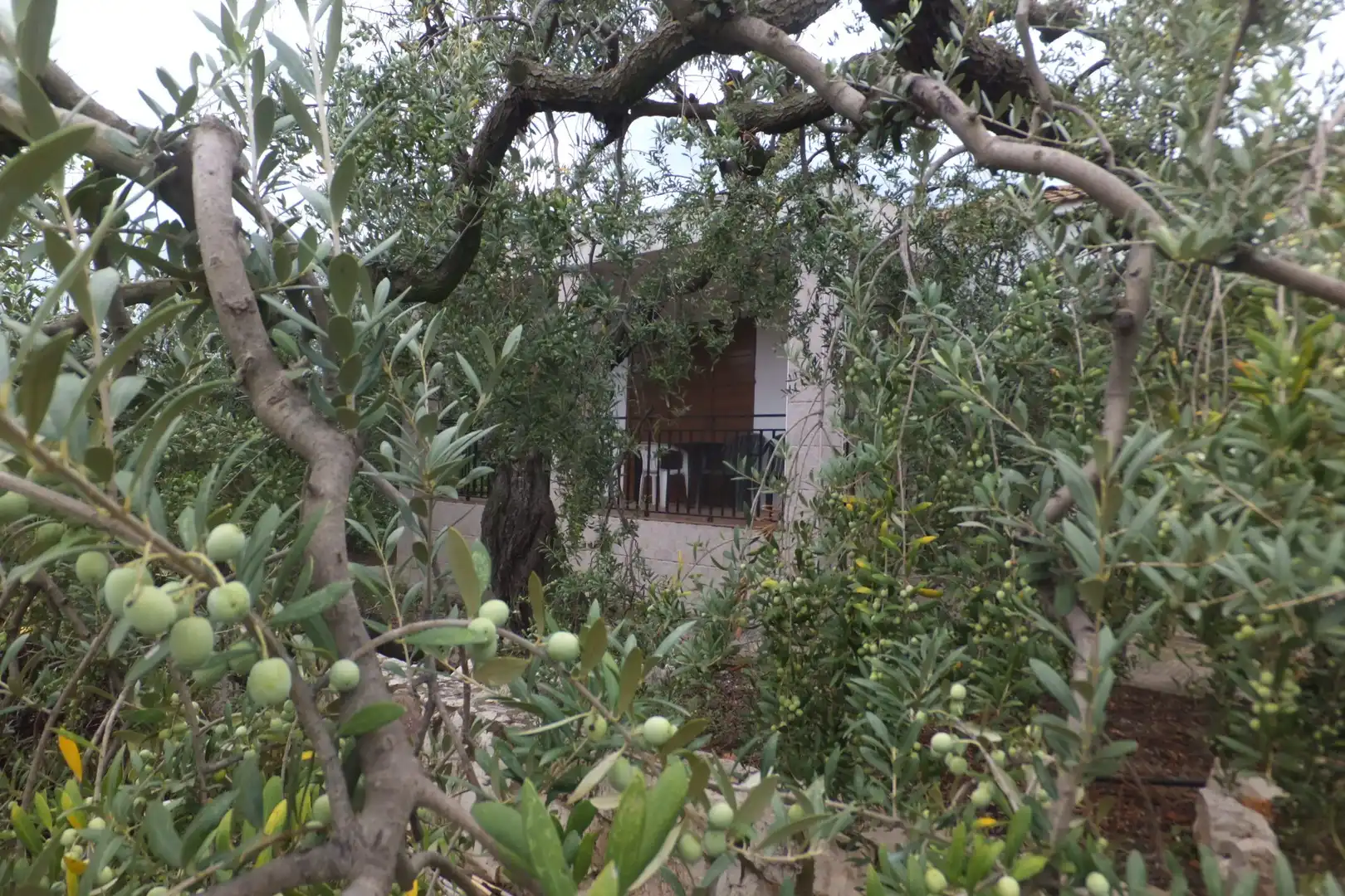Terreno rústico en venta en Riudoms, imagen 8