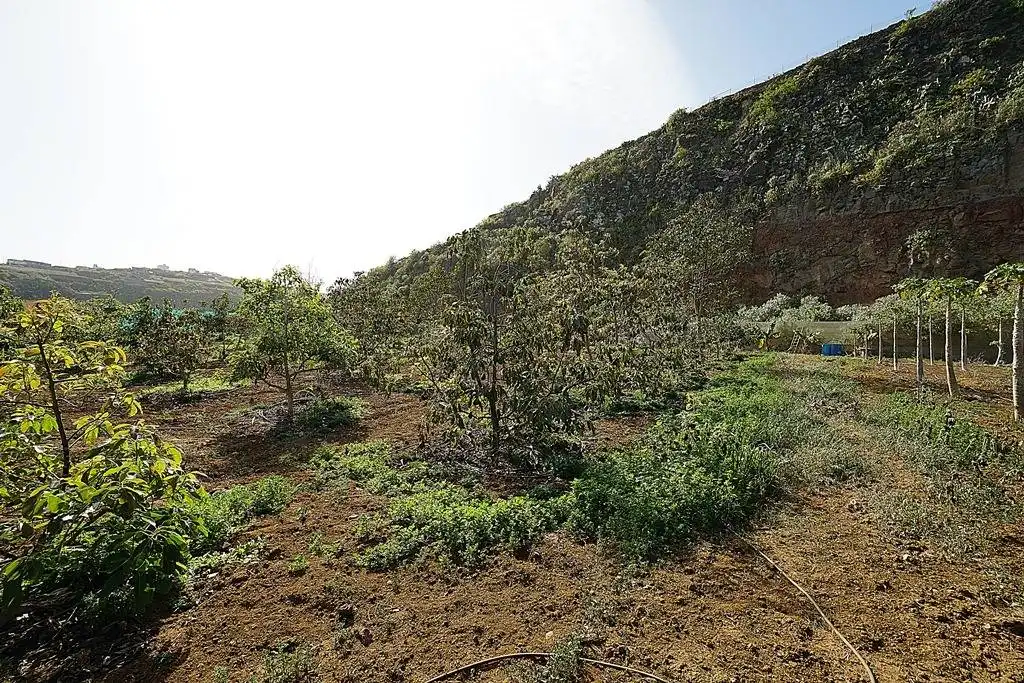 Finca rústica en venta en Camino DEHESA, 10, Santa María de Guía de Gran Canaria