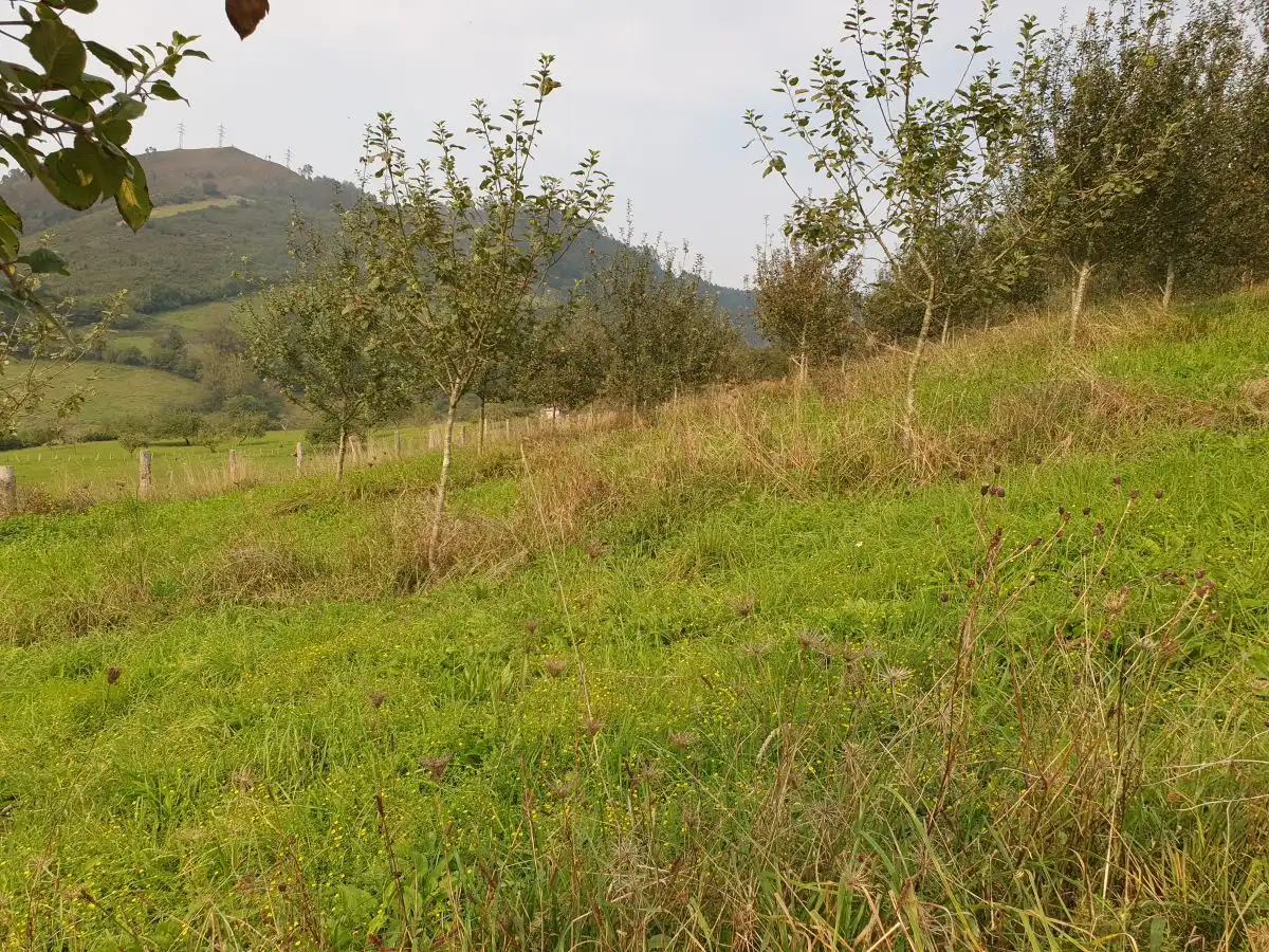 Maison rustique à vendre à Grado, imagen 5